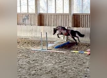 Deutsches Sportpferd, Stute, 3 Jahre, 163 cm, Brauner