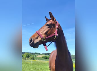 Deutsches Sportpferd, Stute, 3 Jahre, 163 cm, Brauner