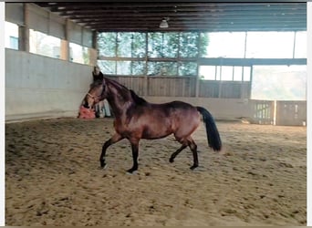 Deutsches Sportpferd, Stute, 3 Jahre, 163 cm, Brauner