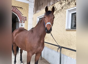 Deutsches Sportpferd, Stute, 3 Jahre, 163 cm, Brauner