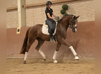 Deutsches Sportpferd, Stute, 3 Jahre, 163 cm