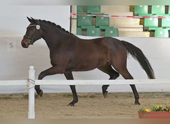 Deutsches Sportpferd, Stute, 3 Jahre, 163 cm, Dunkelbrauner