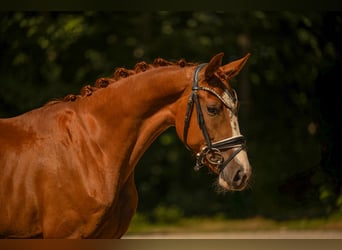 Deutsches Sportpferd, Stute, 3 Jahre, 163 cm, Fuchs