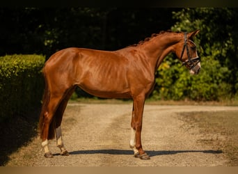 Deutsches Sportpferd, Stute, 3 Jahre, 163 cm, Fuchs