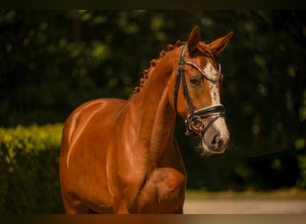 Deutsches Sportpferd, Stute, 3 Jahre, 163 cm, Fuchs
