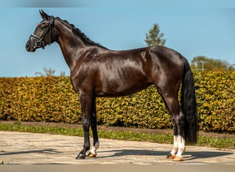 Deutsches Sportpferd, Stute, 3 Jahre, 163 cm, Rappe