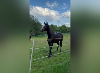 Deutsches Sportpferd, Stute, 3 Jahre, 163 cm, Rappe