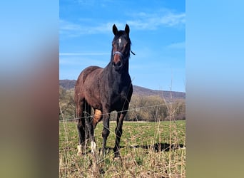 Deutsches Sportpferd, Stute, 3 Jahre, 164 cm, Brauner