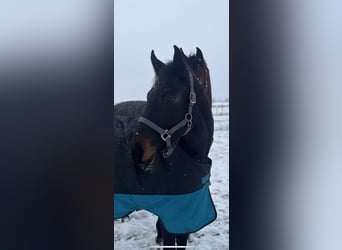 Deutsches Sportpferd, Stute, 3 Jahre, 164 cm, Dunkelbrauner