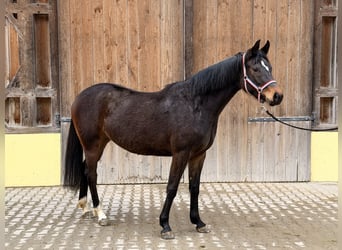 Deutsches Sportpferd, Stute, 3 Jahre, 164 cm, Dunkelbrauner