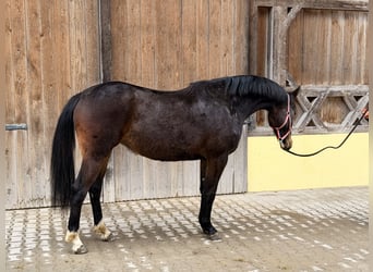 Deutsches Sportpferd, Stute, 3 Jahre, 164 cm, Dunkelbrauner