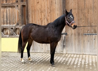 Deutsches Sportpferd, Stute, 3 Jahre, 164 cm, Dunkelbrauner