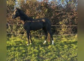 Deutsches Sportpferd, Stute, 3 Jahre, 164 cm, Rappe