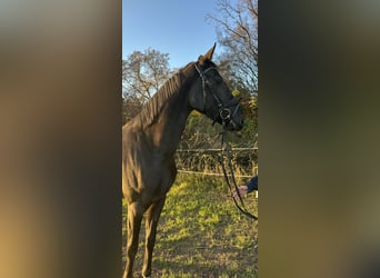 Deutsches Sportpferd, Stute, 3 Jahre, 164 cm, Rappe