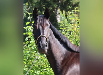 Deutsches Sportpferd, Stute, 3 Jahre, 164 cm, Rappe