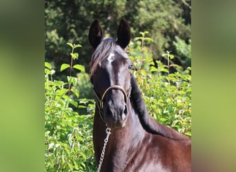 Deutsches Sportpferd, Stute, 3 Jahre, 164 cm, Rappe