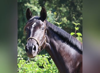 Deutsches Sportpferd, Stute, 3 Jahre, 164 cm, Rappe