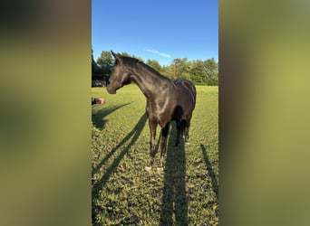 Deutsches Sportpferd, Stute, 3 Jahre, 164 cm, Rappe