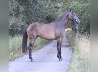Deutsches Sportpferd, Stute, 3 Jahre, 164 cm, Schwarzbrauner