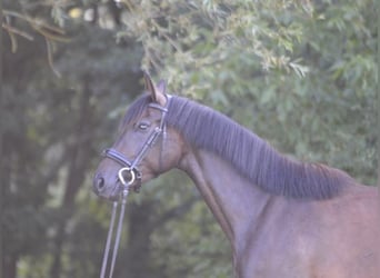 Deutsches Sportpferd, Stute, 3 Jahre, 164 cm, Schwarzbrauner