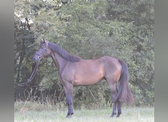 Deutsches Sportpferd, Stute, 3 Jahre, 164 cm, Schwarzbrauner
