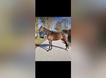 Deutsches Sportpferd, Stute, 3 Jahre, 165 cm, Brauner