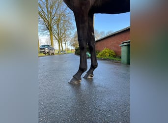 Deutsches Sportpferd, Stute, 3 Jahre, 165 cm, Brauner