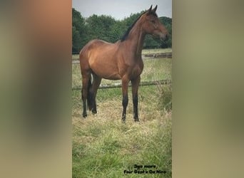 Deutsches Sportpferd, Stute, 3 Jahre, 165 cm, Brauner