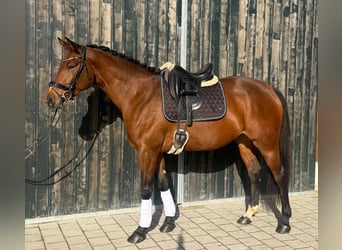 Deutsches Sportpferd, Stute, 3 Jahre, 165 cm, Brauner