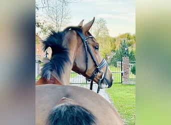 Deutsches Sportpferd, Stute, 3 Jahre, 165 cm, Brauner