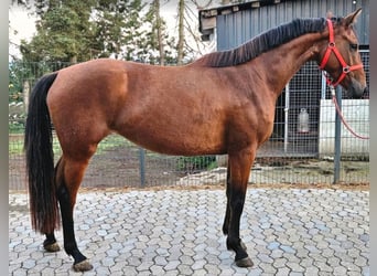 Deutsches Sportpferd, Stute, 3 Jahre, 165 cm, Brauner