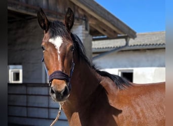 Deutsches Sportpferd, Stute, 3 Jahre, 165 cm, Brauner