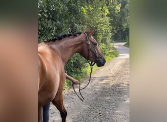 Deutsches Sportpferd, Stute, 3 Jahre, 165 cm, Brauner