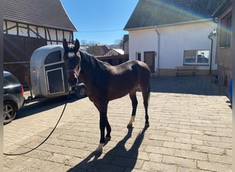 Deutsches Sportpferd, Stute, 3 Jahre, 165 cm, Brauner