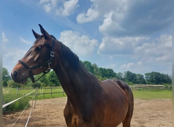 Deutsches Sportpferd, Stute, 3 Jahre, 165 cm, Dunkelbrauner