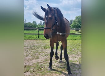 Deutsches Sportpferd, Stute, 3 Jahre, 165 cm, Dunkelbrauner