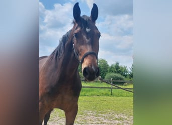 Deutsches Sportpferd, Stute, 3 Jahre, 165 cm, Dunkelbrauner