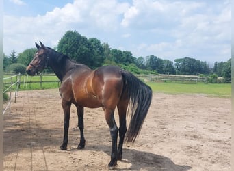 Deutsches Sportpferd, Stute, 3 Jahre, 165 cm, Dunkelbrauner