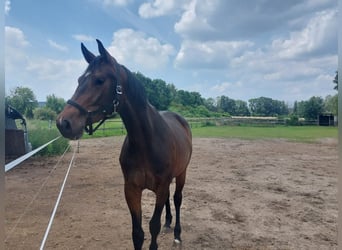 Deutsches Sportpferd, Stute, 3 Jahre, 165 cm, Dunkelbrauner