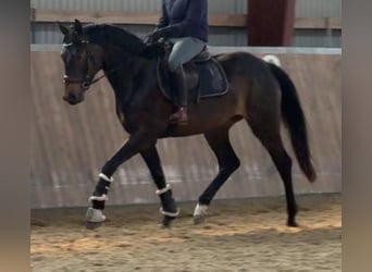 Deutsches Sportpferd, Stute, 3 Jahre, 165 cm, Dunkelbrauner