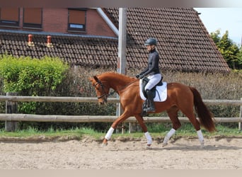 Deutsches Sportpferd, Stute, 3 Jahre, 165 cm, Dunkelfuchs