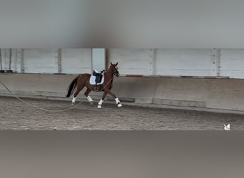 Deutsches Sportpferd, Stute, 3 Jahre, 165 cm, Fuchs