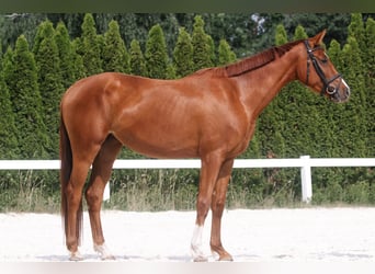 Deutsches Sportpferd, Stute, 3 Jahre, 165 cm, Fuchs