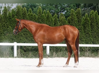 Deutsches Sportpferd, Stute, 3 Jahre, 165 cm, Fuchs