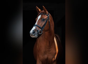 Deutsches Sportpferd, Stute, 3 Jahre, 165 cm, Fuchs
