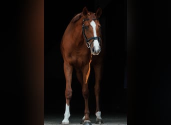 Deutsches Sportpferd, Stute, 3 Jahre, 165 cm, Fuchs