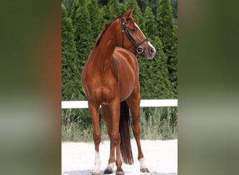 Deutsches Sportpferd, Stute, 3 Jahre, 165 cm, Fuchs