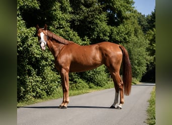 Deutsches Sportpferd, Stute, 3 Jahre, 165 cm, Fuchs