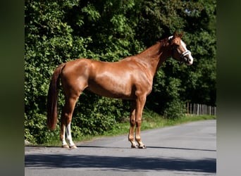 Deutsches Sportpferd, Stute, 3 Jahre, 165 cm, Fuchs