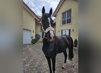 Deutsches Sportpferd, Stute, 3 Jahre, 165 cm, Rappe